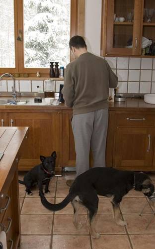 Собачки на кухне